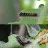 Lymantria dispar